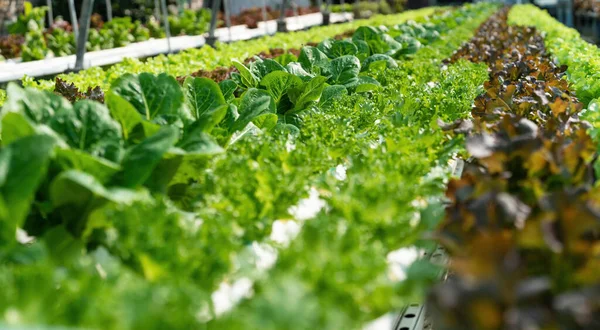 Growing green lettuce or organic salad vegetable With hydroponic systems in the greenhouse by controlling water and fertilizer using a small pipe Without soil for planting, digital smart farm..