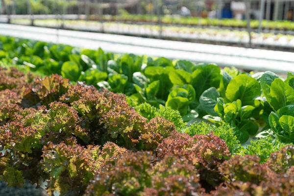 Growing green lettuce or organic salad vegetable With hydroponic systems in the greenhouse by controlling water and fertilizer using a small pipe Without soil for planting, digital smart farm..