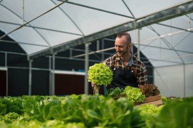 Hidroponik sebze bahçesinin sahibi sebzelerin kalitesini kontrol ediyor ve bahçedeki sebzelerin, seradaki sebzelerin büyümesini kontrol ediyor veya kaydediyor....