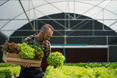 Hidroponik sebze bahçesinin sahibi sebzelerin kalitesini kontrol ediyor ve bahçedeki sebzelerin, seradaki sebzelerin büyümesini kontrol ediyor veya kaydediyor....