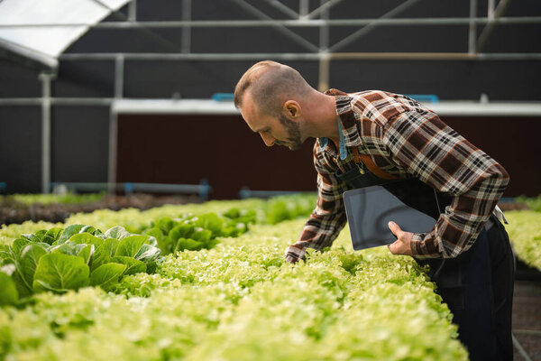 Специализированный садовник осторожно стремится к ряду овощей в современной теплице, используя цифровой планшет для повышения эффективности сельского хозяйства.