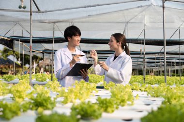 Laboratuvar önlüklü iki araştırmacı bir hidroponik serada tarımsal araştırma yürütüyor, marul bitkilerini inceliyor ve notlar alıyorlar..