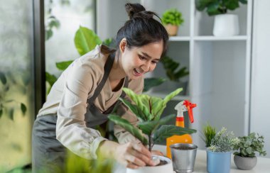 Genç bir kadın, canlı bitkiler ve modern ev dekorasyonuyla çevrili olan kapalı alan bahçesiyle mutlu mesut ilgilenir..