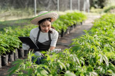 Genç bir kadın, sera ortamında sürdürülebilir uygulamalar sergileyerek bitkisel bir bahçe oluşturmak için modern teknolojiyi kullanıyor..