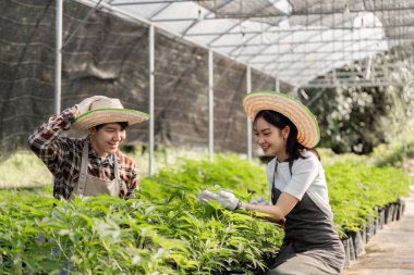 Bir serada bitki ve kenevir yetiştiren modern bir çift sürdürülebilir tarım uygulamaları sergiliyor..