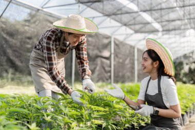 Bitki ve kenevir bahçeleri, takım çalışması ve sera ortamında sürdürülebilir yaşam..
