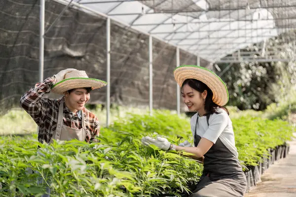 Bir serada bitki ve kenevir yetiştiren modern bir çift sürdürülebilir tarım uygulamaları sergiliyor..