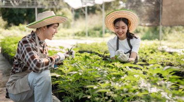 Mutlu bir çift kenevir bahçeleriyle ilgileniyor, açık havada sürdürülebilir bahçe ve takım çalışması sergiliyorlar..