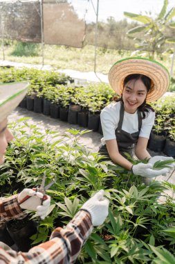 Kenevir bahçesinde birlikte çalışan bir çift güneş ışığı ve yeşillik dolu bir seradaki bitkilerle ilgileniyorlar..