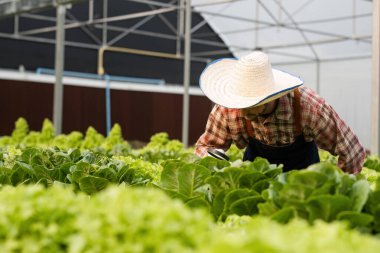 Bahçıvanlar bir serada organik sebzelerle ilgileniyorlar, sürdürülebilir tarımı destekliyorlar ve sağlıklı besleniyorlar..