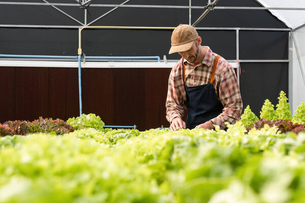Садовники выращивают органические овощи в теплице, демонстрируют устойчивые и здоровые методы ведения сельского хозяйства.