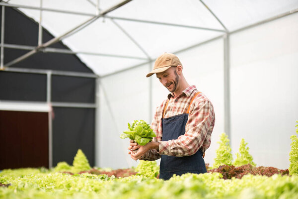 Садовник выращивает органические овощи в теплице, демонстрирует устойчивые методы ведения сельского хозяйства и свежие продукты.