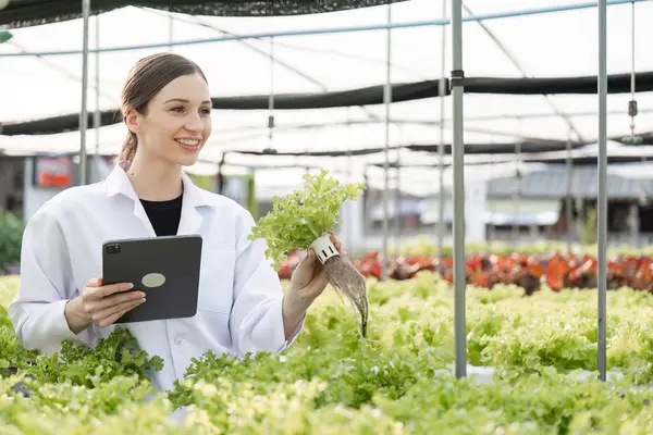 Bahçecilik araştırmaları yapan bir seradaki araştırmacılar, bitki büyümesi ve tarımsal yenilikler üzerinde yoğunlaşıyorlar..