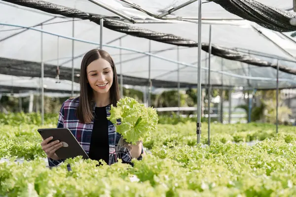 Dişi bir çiftçi, sürdürülebilir tarım ve modern tarım tekniklerini sergileyen bir serada organik sebzelerle ilgilenir..