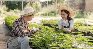 Biri budama makası kullanan iki bahçıvan, parlak bir serada gülümserken kenevir bitkilerini tartışır, takım çalışmasını somutlaştırır ve tarıma kendini adamıştır..