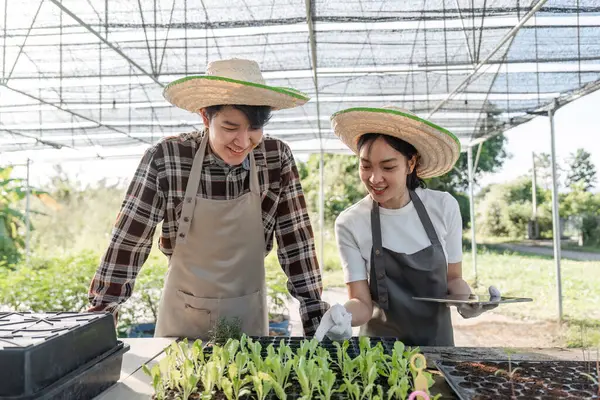 İki genç bahçıvan, bir erkek ve bir kadın, saman şapkalı, canlı bir serada esrar fideleri yetiştirirken eğleniyorlar..