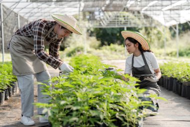 Bir serada bitki ve kenevir yetiştiren modern bir çift sürdürülebilir tarım uygulamaları sergiliyor..