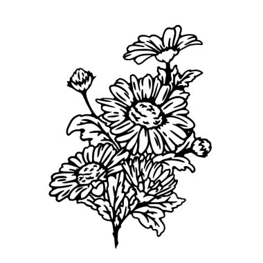 Black and white sketch of daisy flowers isolated on a white background. Hand drawn bouquet of chamomile flowers. Vector illustration.