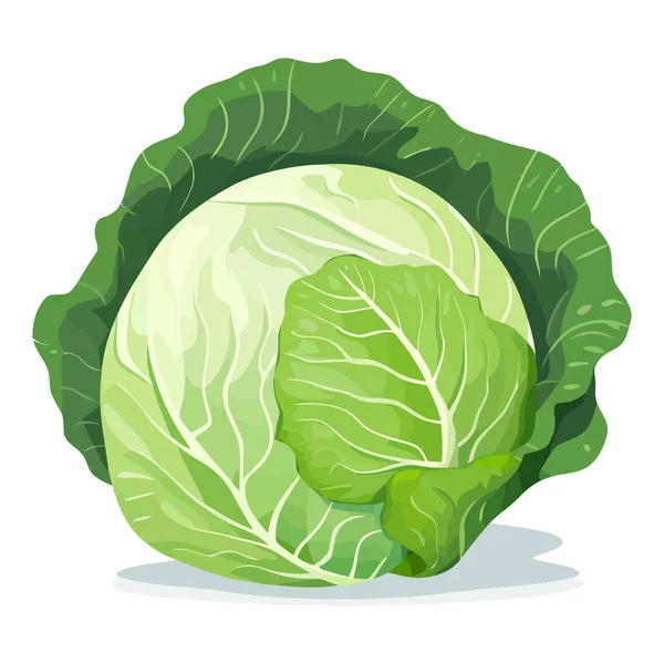Cabbage Image Cute Image Isolated Cabbage Vector Illustration Generated — Stock Vector
