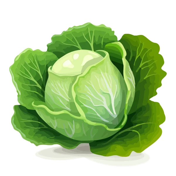 Cabbage Image Cute Image Isolated Cabbage Vector Illustration Generated — Stock Vector