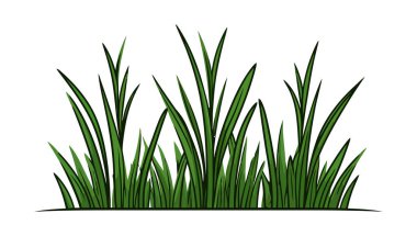 Yeşil çimenler. Beyaz arka planda yeşil çimen silueti izole edilmiş. Vektör illüstrasyonu.