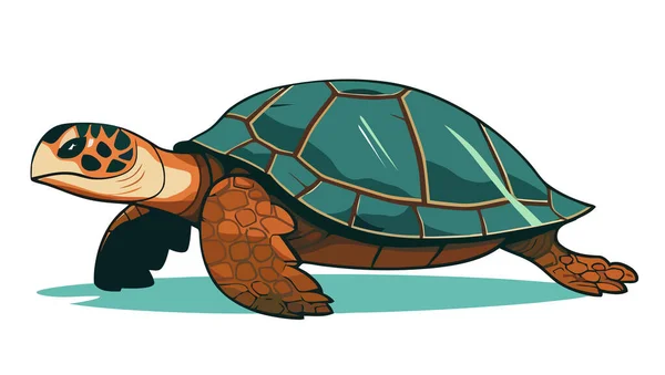 Schildkrötenbild Abstrakte Zeichnung Schildkröte Nette Schildkröte Isoliert Vektorillustration — Stockvektor
