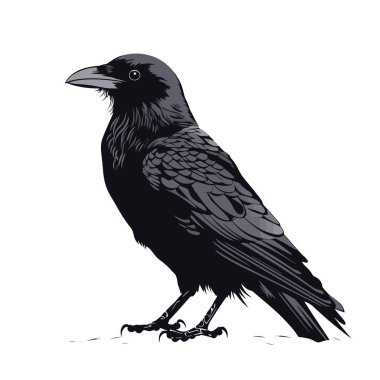 Karga görüntüsü. Siyah karga beyaz arka planda izole edilmiş. Bir karga tasviri. Vektör illüstrasyonu.
