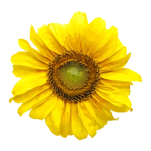 Sonnenblumenbild Nette Helle Sonnenblume Auf Weißem Hintergrund Vektorillustration — Stockvektor