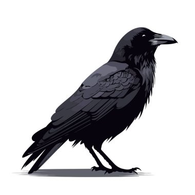 Crow image. Black crow isolated on white background. Illustration of a crow. Vector illustration. clipart