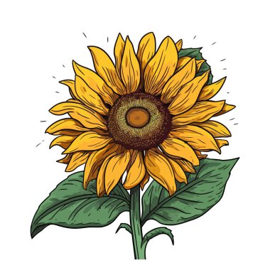 Ayçiçeği. Ayçiçeği görüntüsü izole. Düz dizaynlı sevimli ayçiçeği çizimi. Vektör illüstrasyonu