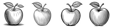 Elle çizilmiş elma çizimi çizimi. Yapraklı eski el çizimi elmalar. Vektör illüstrasyonu