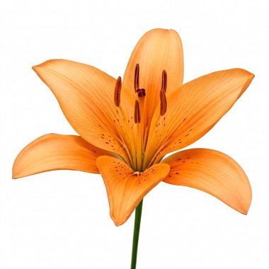 Beyaz arka planda izole edilmiş turuncu zambak çiçeği. Tek Lilium Lancifolium çiçeği..