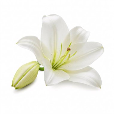 Beyaz arka planda, tomurcuklu beyaz zambak çiçeği. Açılmamış çiçeklerle çiçek açan zambak..