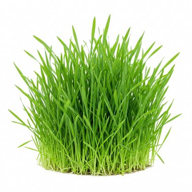 Beyaz arkaplanda yeşil çimenler izole edilmiş.