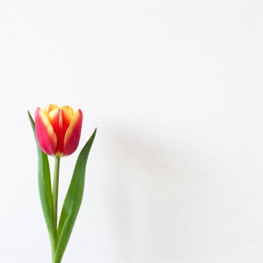 Beyaz bir arka plan üzerinde izole Pembe Lale.