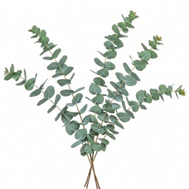 Beyaz arkaplanda izole edilmiş okaliptüs dalları.