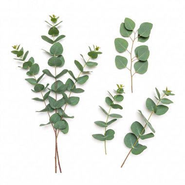 Beyaz arkaplanda izole edilmiş okaliptüs dalları.