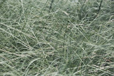 Çimen alanı doğal çayır yeşil bitkisel bitki estetiği soyut desenli arkaplan.