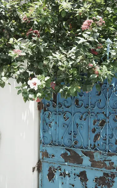 Tropikal Hibiscus çiçekleri, Bangkok 'taki eski mavi çit kapılı eve karşı güneşli yaz yolculuğu yaşam tarzı.