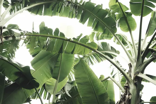 Botanik tropik muz palmiyesi yaprakları bitki doğası beyaz gökyüzü nötr dokusu soyut arkaplan