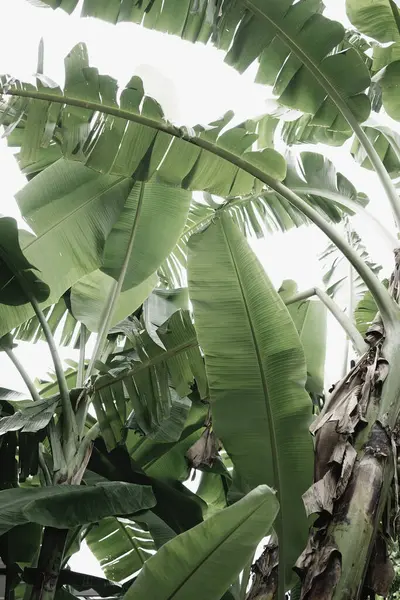 Tropik organik doğal yeşil yapraklı botanik beyaz gökyüzü nötr doku soyut arkaplan