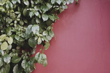 Gerçek fotoğraf doğa tarafından çekildi koyu yeşil yapraklı asma bitkisi terakotta pembe çimento duvar