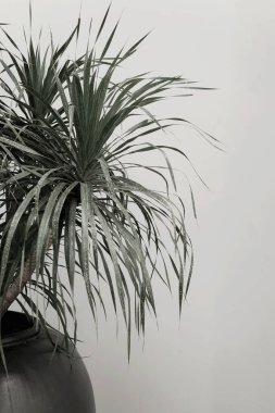 Organik fotoğraf gerçek yeşil saksı bitkisi beyaz nötr duvar minimal estetik sanat tasarımı iç tasarımı