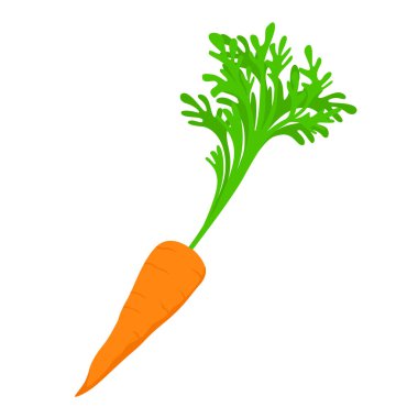 Carrot with green tops. Organic ripe orange vegetable for vegan nutrition and adding to eco vector food