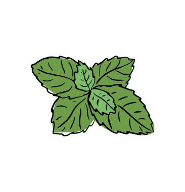 Fresh mint leaf. Vector illustration. green mint