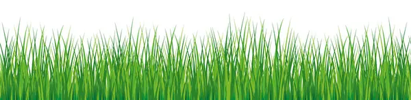 Grenze Aus Grünem Gras Vorlage Naturwiese Mit Linienseitenansicht Für Realistisches — Stockvektor