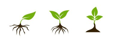 Sağlıklı ve çevresel temalar için ideal, sürdürülebilirliği, organik tarımı ve çevre dostu ürünleri sembolize eden, minimalist bir yeşil yaprak ve kök simgesi.