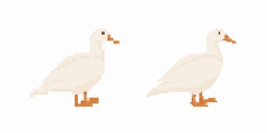 Beyaz vücutlu ve turuncu gagalı iki pikselli ördek, her biri farklı yöne bakıyor..