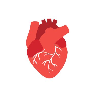 Beyaz dallı kırmızı anatomik kalp tasarımı, tıbbi ve sanatsal detaylar sergileniyor..