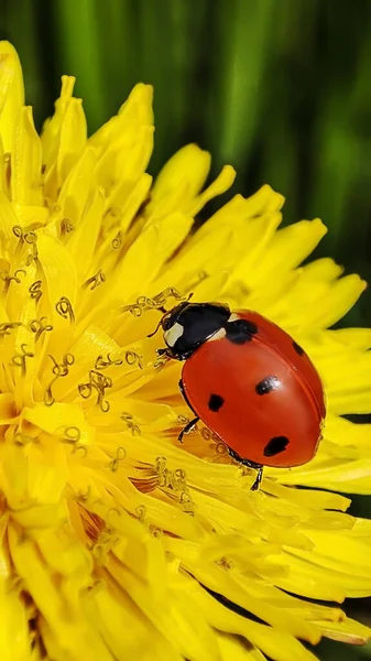 Nahaufnahme Eines Marienkäfers Auf Einer Gelben Blume — Stockfoto